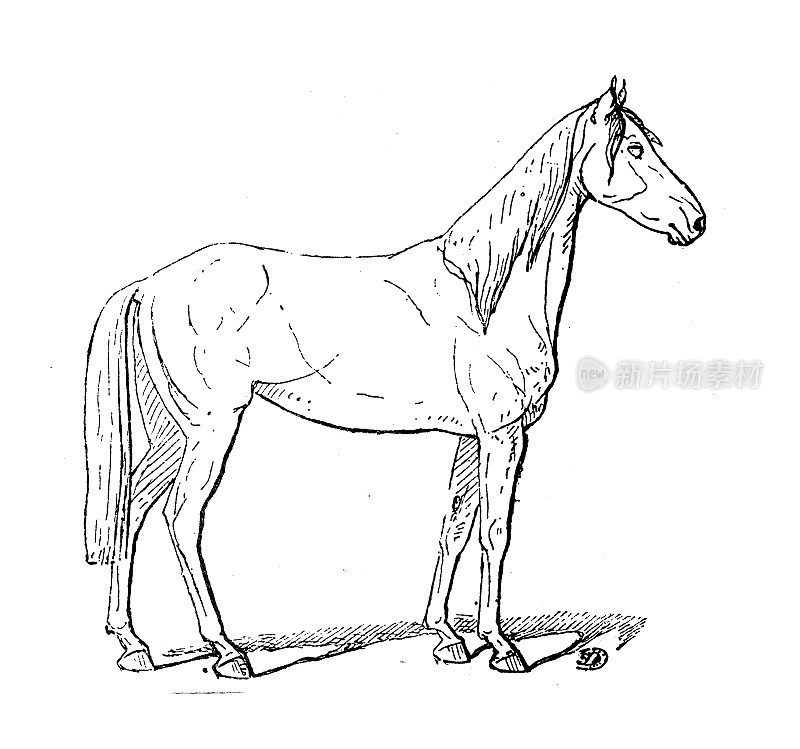 古董插图:Barbe Horse